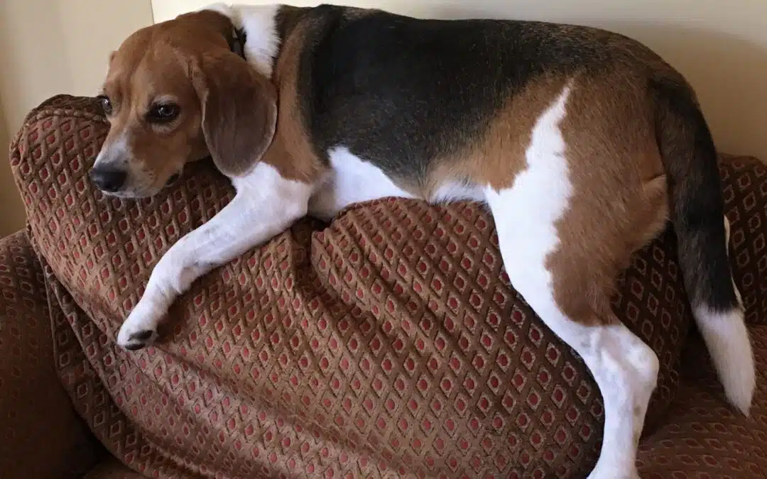 Do Our Precious Pets Go to Heaven?